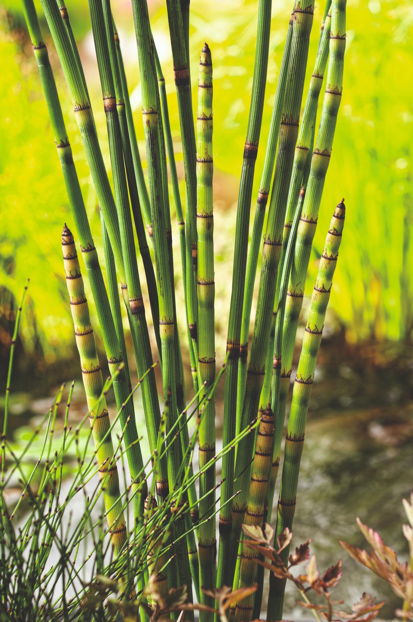 EQUISETUM JAPONICUM