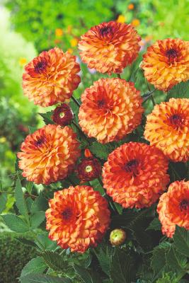 DAHLIA ICOON BALL - 2 BULBES