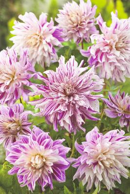 DAHLIA DECORATIF BRISTOL - 1 BULBE