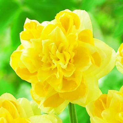 NARCISSE SWEET POMPONETTE- 5 BULBES