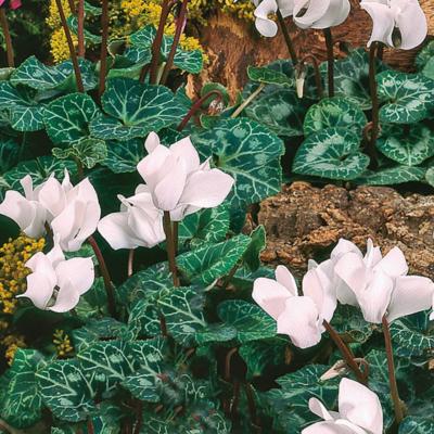 CYCLAMEN BLANC - 3 BULBES