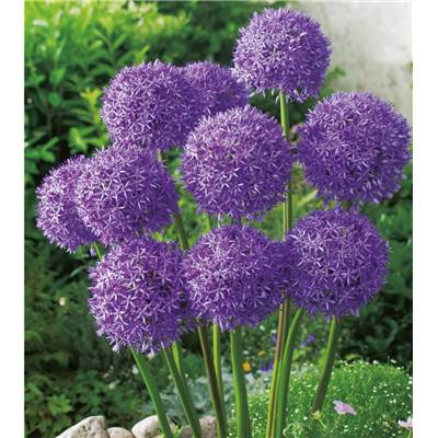 ALLIUM CHRISTOPHII - 5 BULBES