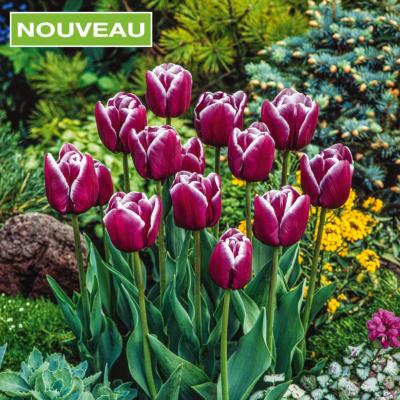 TULIPES VAMPIRE - 10 BULBES