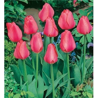 TULIPE DARWIN ELISABETH ARDEN - 10 BULBES