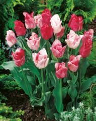 TULIPES SILVERSTREAM - LOT DE 10 BULBES