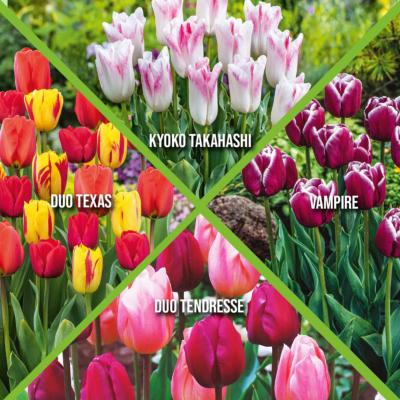 OFFRE SPECIALE - 40 BULBES TULIPES CAL 11/12