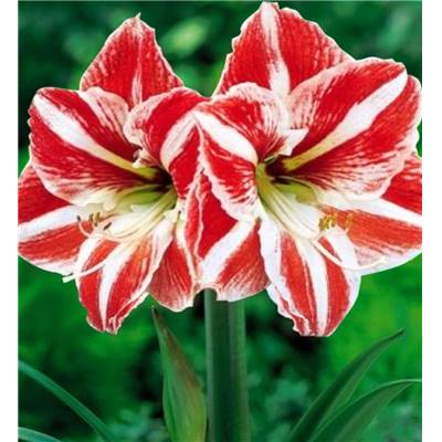 AMARYLLIS ROUGE ET BLANC - 1 BULBE