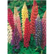 LUPIN POLYPHYLLE DE RUSSEL - 2 G