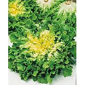 CHICOREE SCAROLE BLONDE LAURA - 2 G