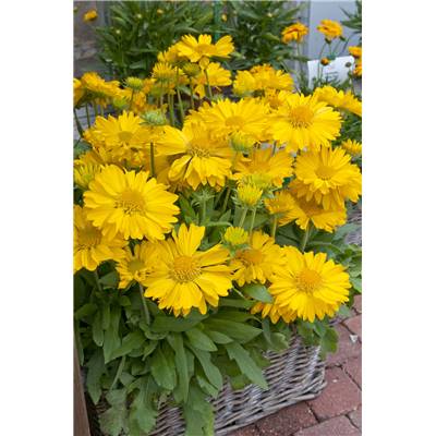 GAILLARDE CHLOE -  Jaune bouton d'or - 3 GODETS