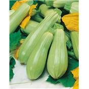COURGETTE AMALTHEE F1 - 5 G