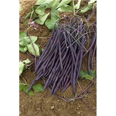 HARICOT A RAMES CARMINAT - 100 G