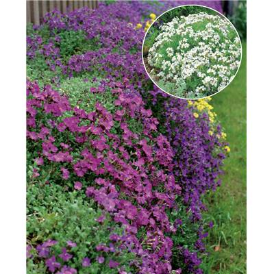 OFFRE AUBRIETIAS  - 6 GODETS