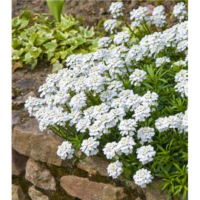 IBERIS SEMPERVIRENS BLANC - 3 GODETS
