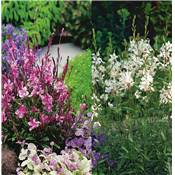 OFFRE SPECIALE GAURAS - 6 GODETS PLANTE VIVACE