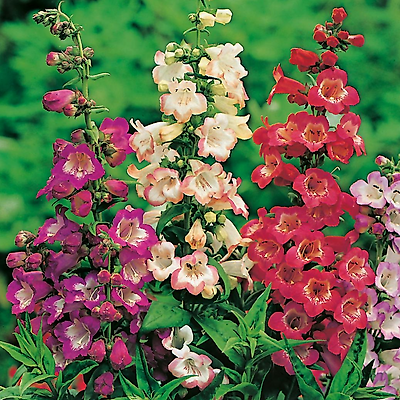 OFFRE PENSTEMONS - 6 GODETS PLANTE VIVACE - 2 rouge - 2 rose - 2 violet