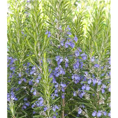 ROMARIN - LOT DE 2 PLANTES