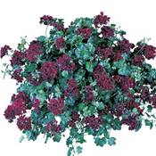 GERANIUM ROUGE LIE DE VIN - 3 GODETS PLANTE ANNUELLE