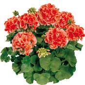 GERANIUM ZONALE ORANGE - 3 GODETS