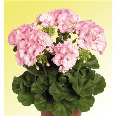 GERANIUM ROSE TENDRE