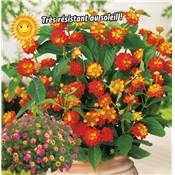 LANTANAS EN MELANGE - 3 PLANTES EN POT