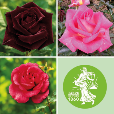 OFFRE SPECIALE ROSIERS  - 3 ROSIERS