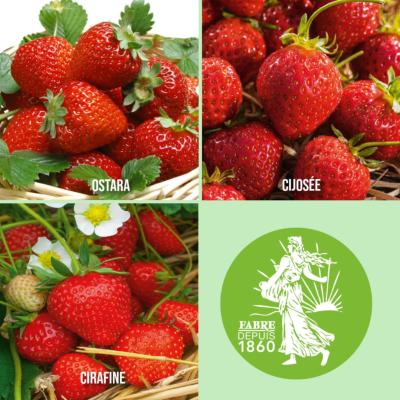 OFFRE SPECIALE FRAISIERS DEGUSTATION - 60 PLANTS