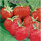 FRAISIER MME MOUTOT - 20 PLANTS