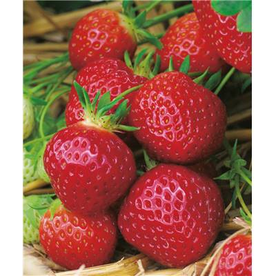 FRAISIER MAESTRO - 20 PLANTS