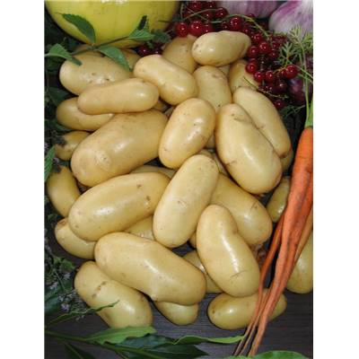 PDT BELLE DE FONTENAY - 1.5 KG