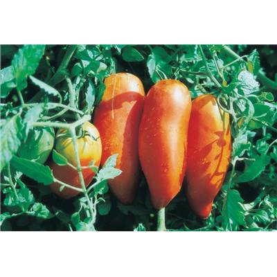 TOMATE ANDINE CORNUE - 0.1 G