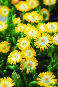 DELOSPERMA JEWEL OF DESERT - 3 GODETS