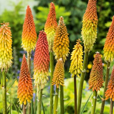 KNIPHOFIA UVARIA GRANDIFLORA - 3 GODETS