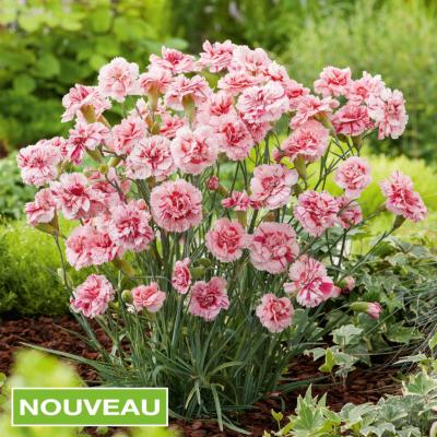 OEILLET BAILEY'S CELEBRATION PLANTE VIVACE - 3 GODETS
