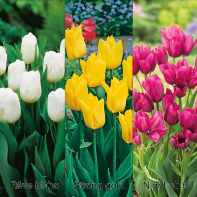 OFFRE SPECIALE 30 TULIPES