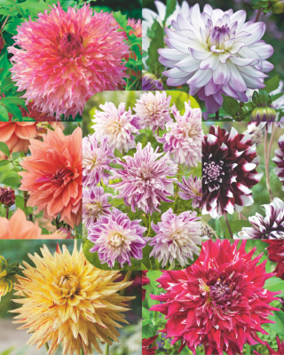 SUPER COLLECTION DAHLIAS DECORATIFS - 7 BULBES