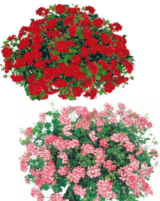 OFFRE GERANIUMS LIERRES - 6 GODETS