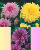 OFFRE DAHLIAS GEANTS - 3 BULBES