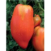 TOMATE ANDINE CORNUE - 3 GODETS