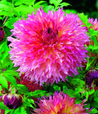 DAHLIA DÉCORATIF PINELAND PRINCESS