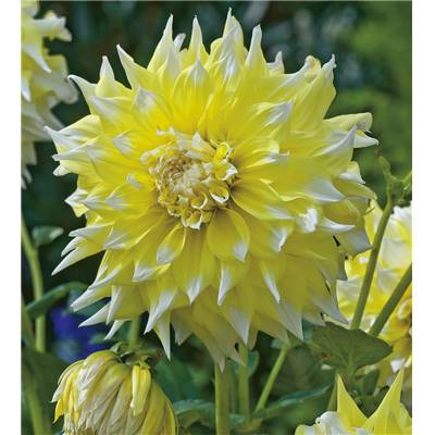 DAHLIA GEANT GRAND PRIX - LE BULBE