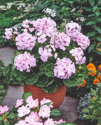 GERANIUM APPLE BLOSSOM