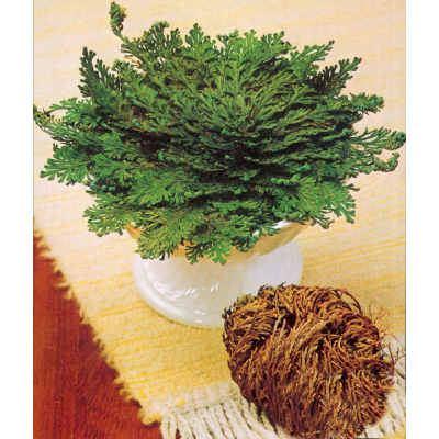 ROSE DE JERICHO - LA PIÈCE
