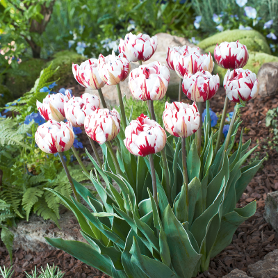 TULIPE CARNAVAL DE NICE - 5 BULBES