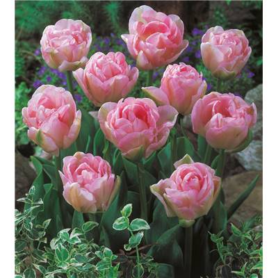 OFFRE 15 TULIPES ANGELIQUE