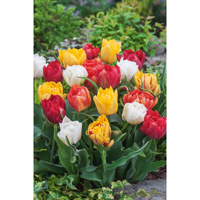 OFFRE FABRE : 60 TULIPES DOUBLES HÂTIVES