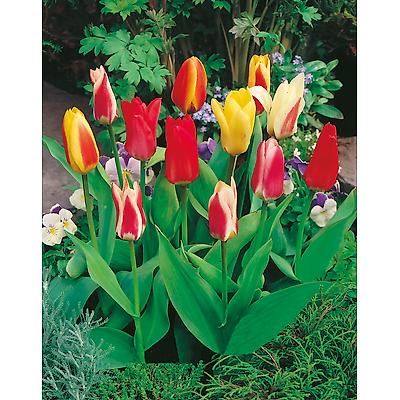 TULIPE GREIGII MELANGE - 10 BULBES