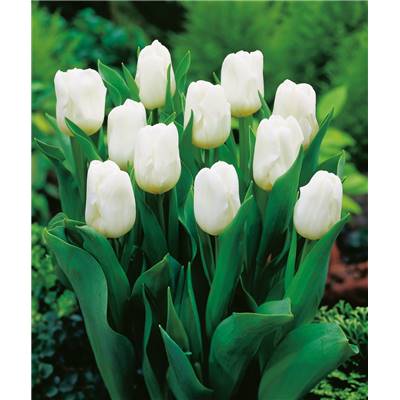 TULIPE REVE BLANC - 10 BULBES