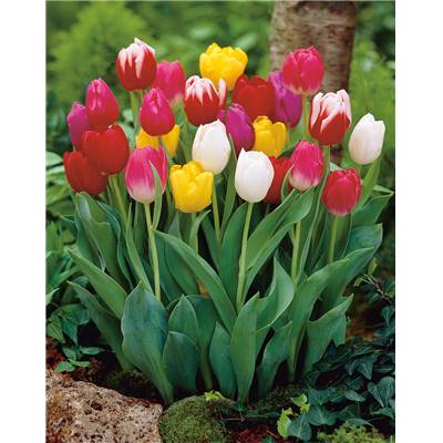 MELANGE 40 TULIPES +10 OFFERTES