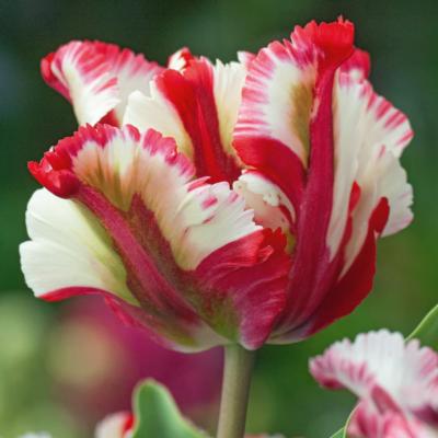 TULIPE ESTELLA RIJNVELD - 6 BULBES
